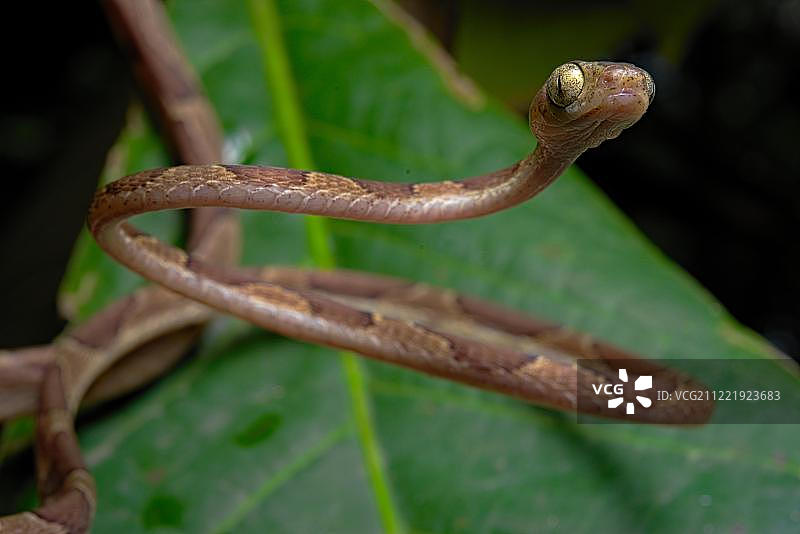中美洲哥斯达黎加的钝头树蛇图片素材