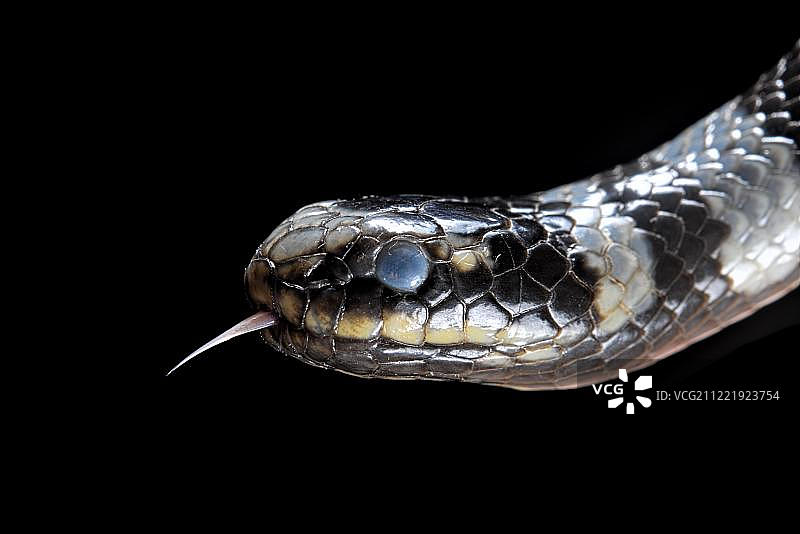 海蛇（Laticauda colubrina）动物特写，圈养，北苏拉威西岛图片素材