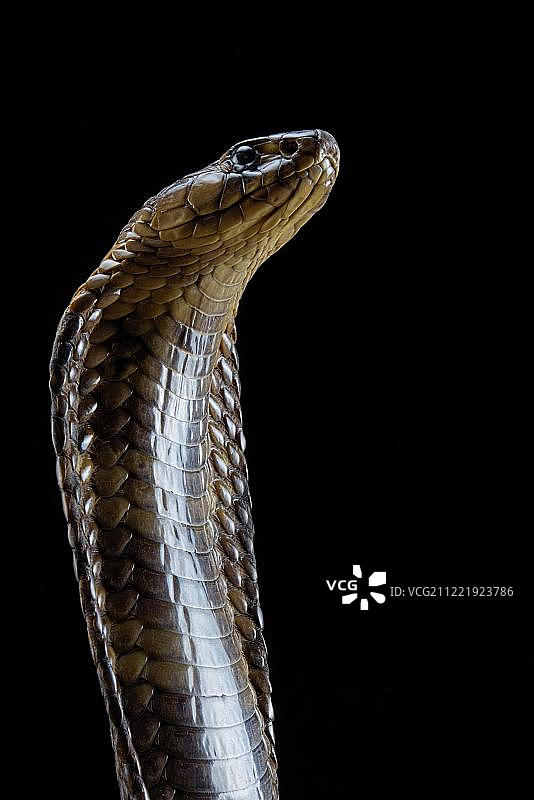 埃及眼镜蛇图片素材