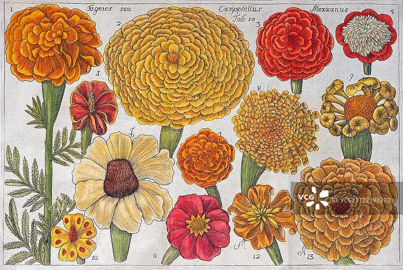 万寿菊（Tagetes）手绘彩色铜版画图片素材