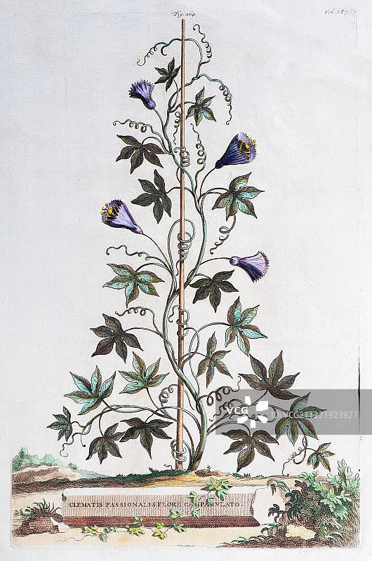 铁线莲(Clematis)，手工彩色铜版画，由Abraham Munting创作，来自Naauwkeurige Beschryving der Aardgewassen, Leyden Utrecht 1696，荷兰图片素材