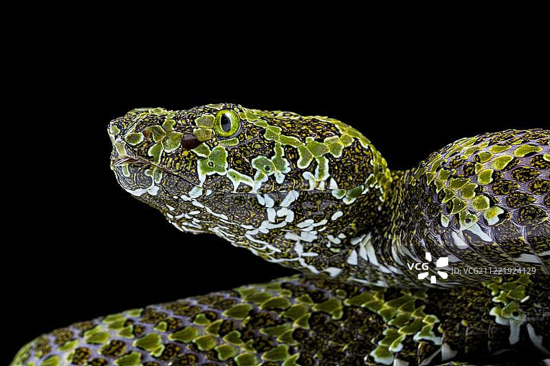 莽山烙铁头蛇，动物写真，圈养，中国，亚洲图片素材