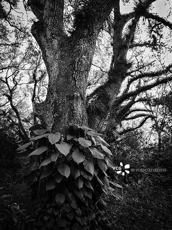 共生生长图片素材