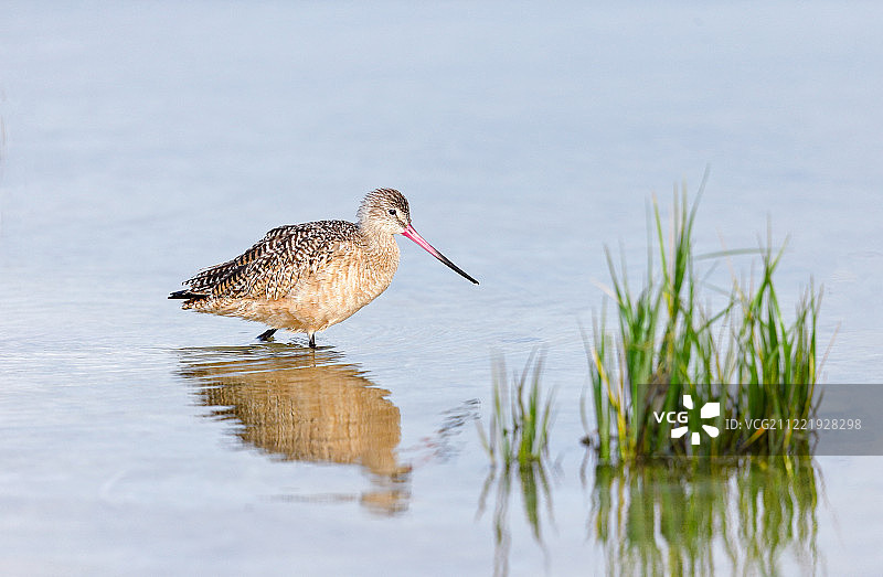 有鱼藏起来了吗？图片素材
