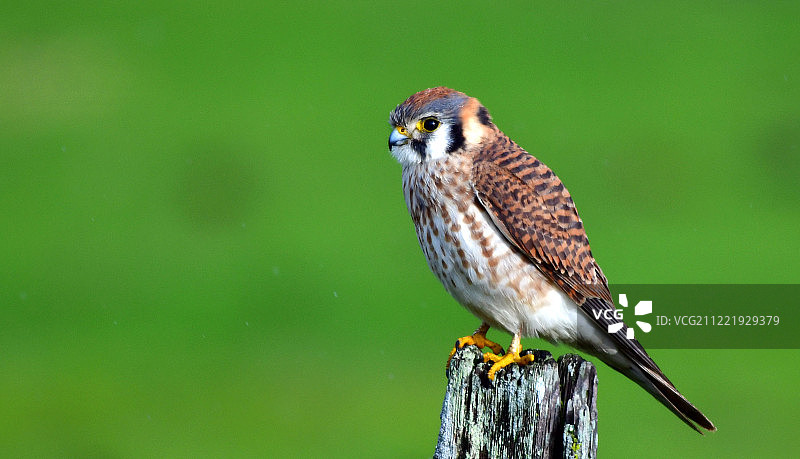 美国红隼图片素材
