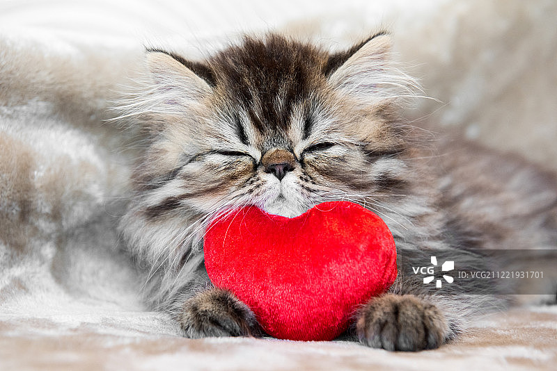 滑稽的波斯小猫与红心一起睡觉图片素材