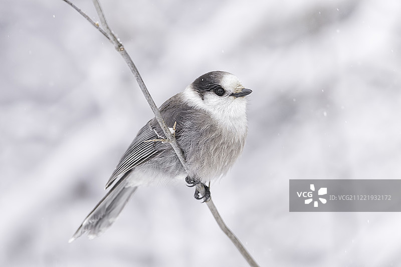 冬日里的灰噪鸦图片素材