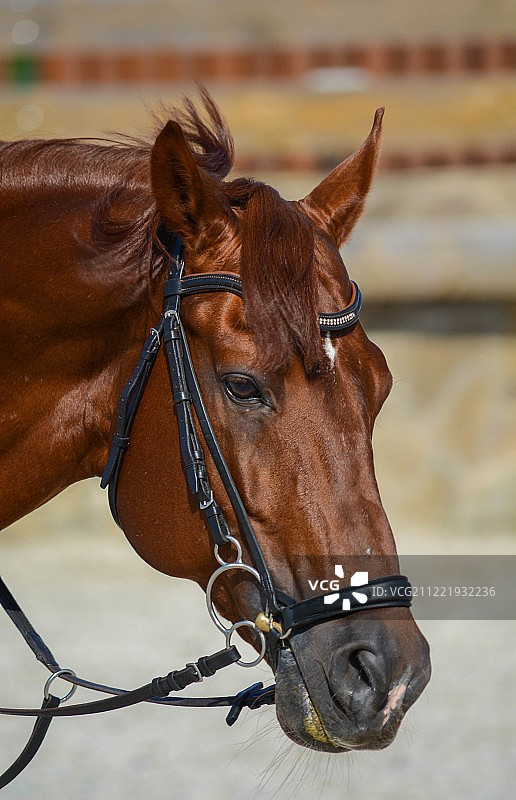 动物形象图片素材
