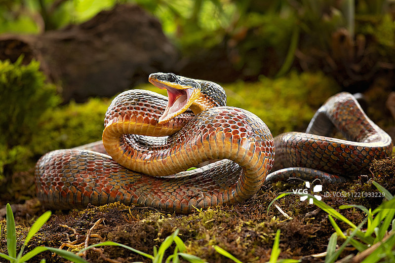 鼓气的蛇图片素材