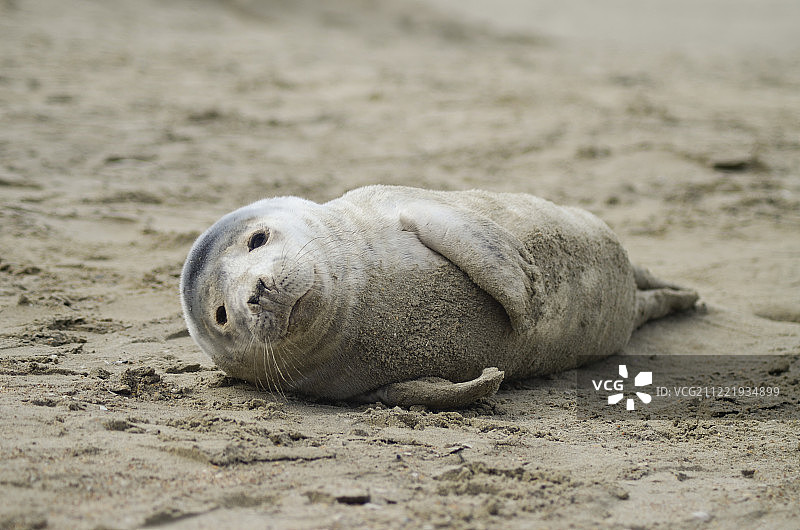 尼乌波特-巴德的海豹图片素材