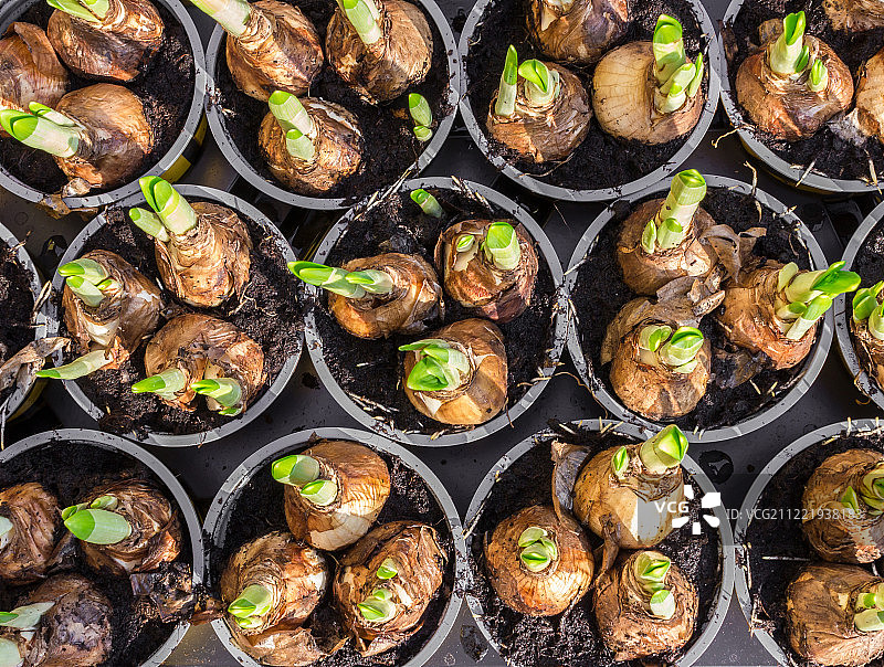 俯视水仙花球茎图片素材