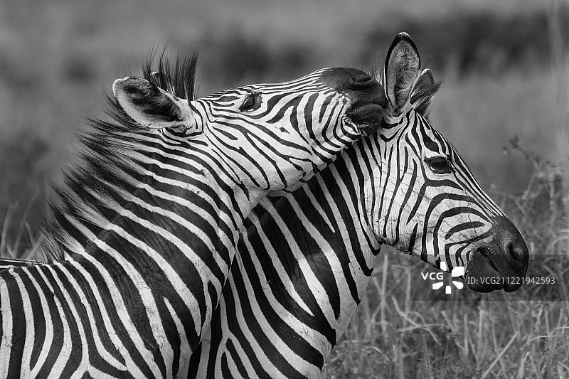 斑马的低语图片素材