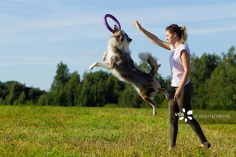 边境牧羊犬散步图片素材