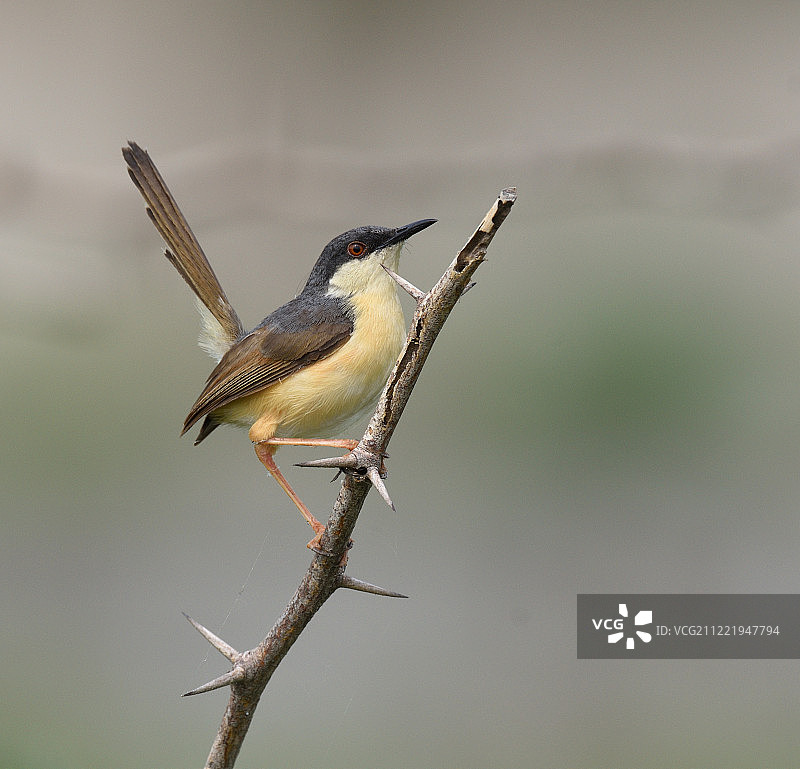 灰褐山鹪莺图片素材