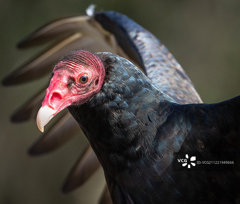 摆姿势的红头美洲鹫图片素材