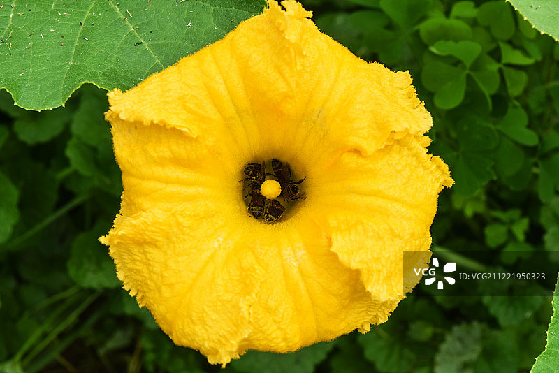 南瓜花图片素材