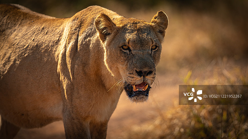 警惕的眼睛图片素材