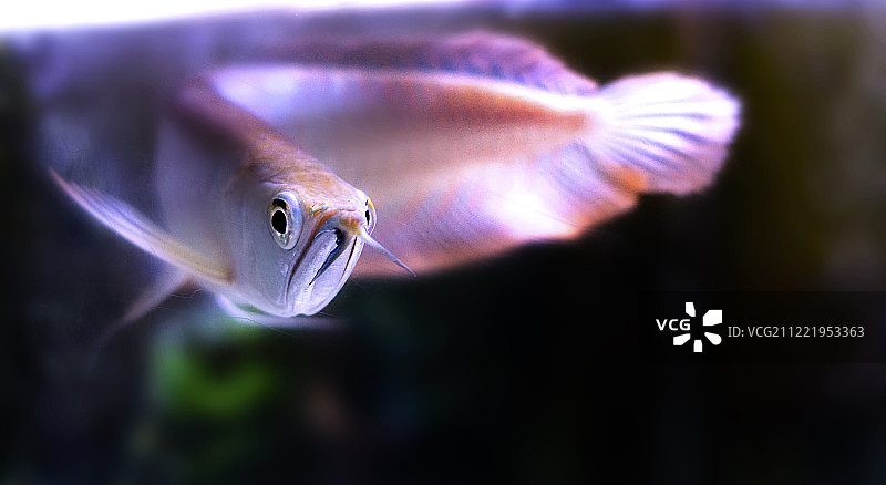 金龙鱼2图片素材