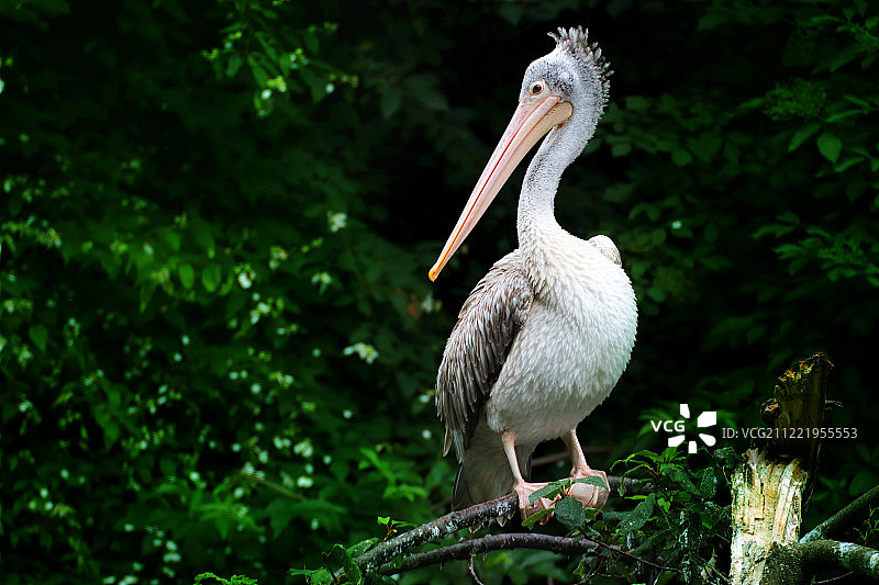 树上的斑嘴鹈鹕图片素材