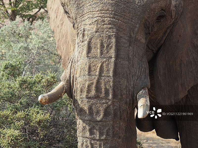 附近的大象图片素材