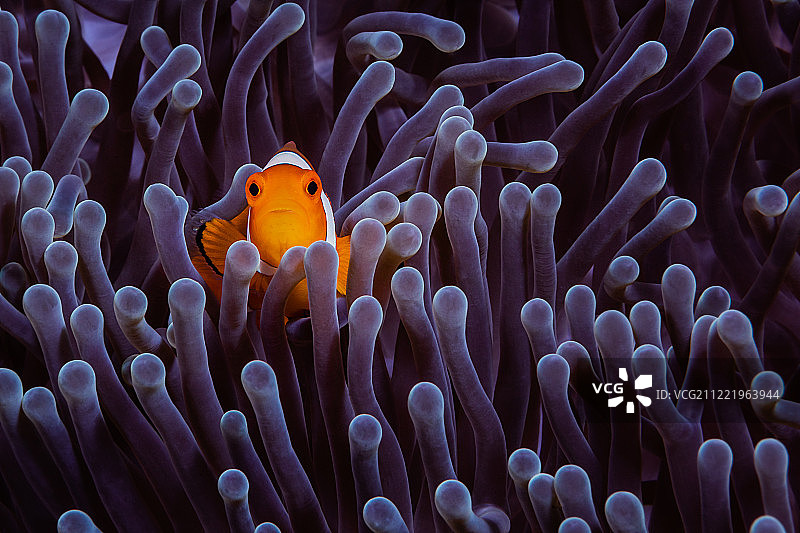 紫色中的小丑鱼图片素材