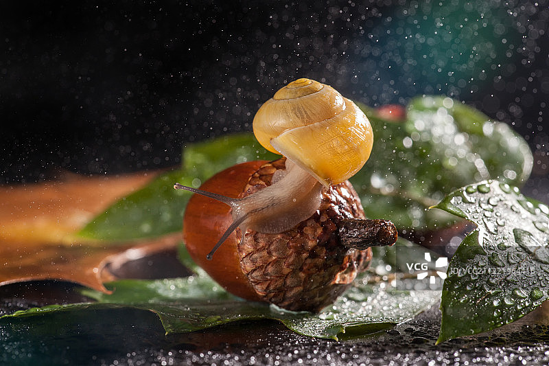 雨中爬在橡果上的花园蜗牛图片素材