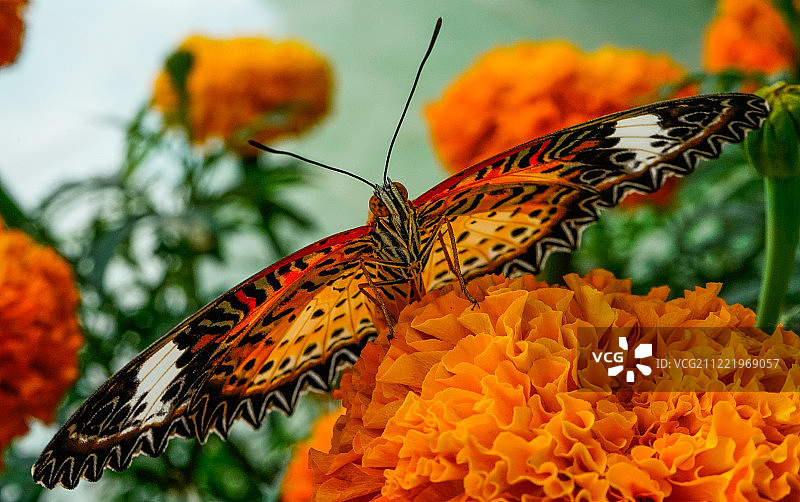 春天时节的永隆省蝴蝶图片素材