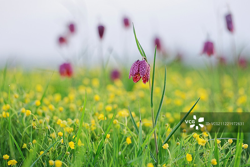 蛇头贝母图片素材
