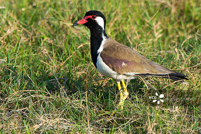 红喉麦鸡图片素材