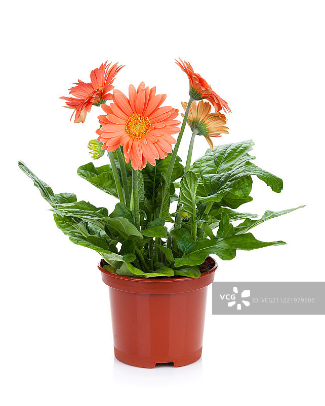 花盆里的非洲菊图片素材