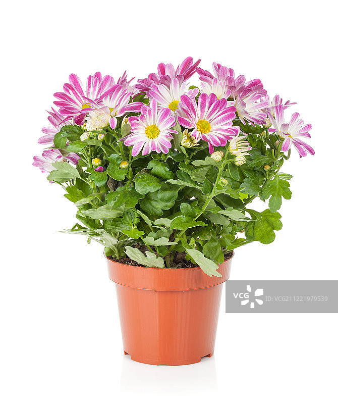 盆栽花卉图片素材