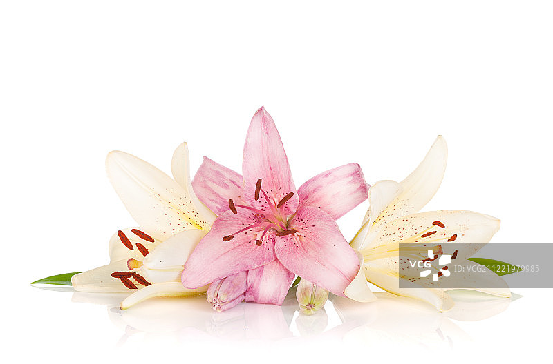 色彩鲜艳的百合花图片素材