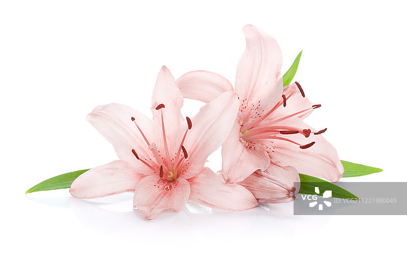 两朵粉色百合花图片素材