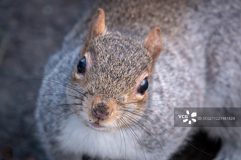 寻找更多坚果的灰松鼠图片素材