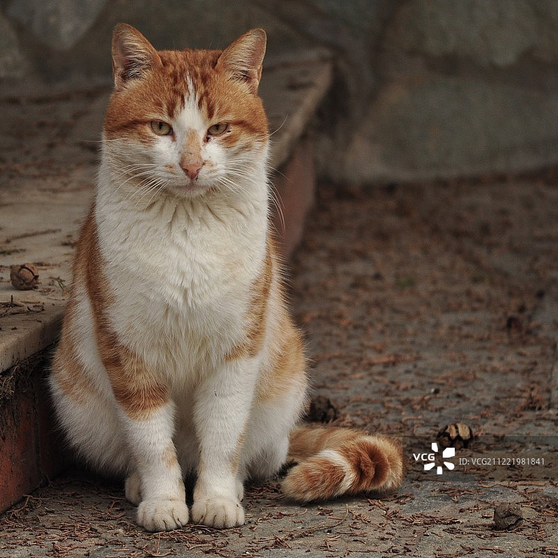 希腊猫图片素材