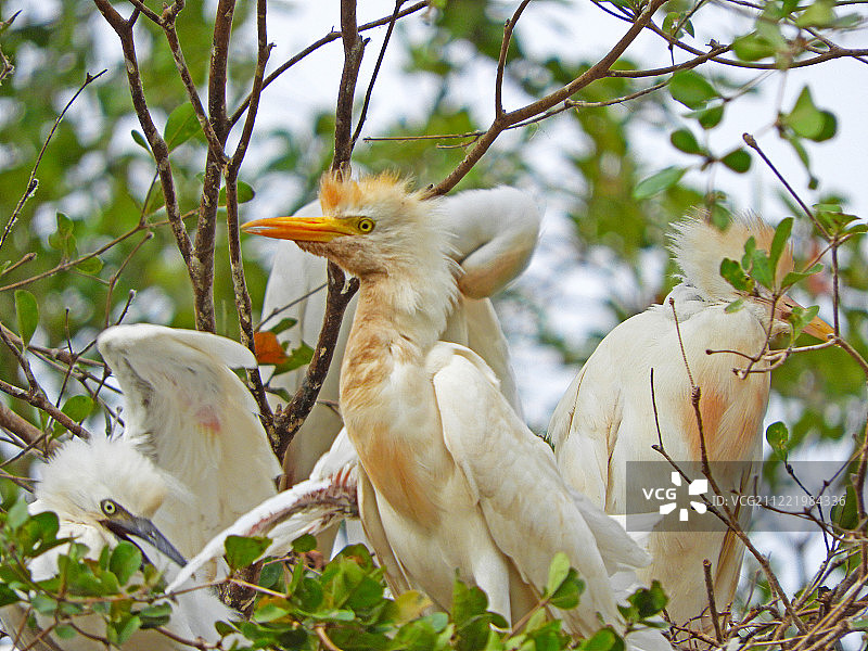 小苍鹭图片素材