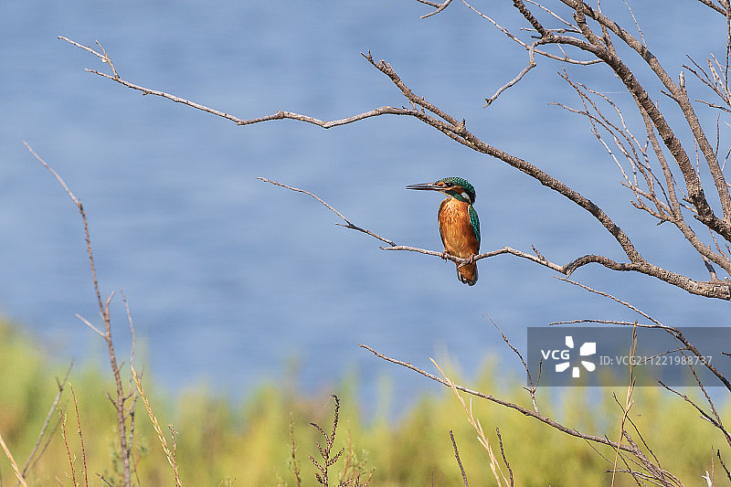 翠鸟，卡马格（雌性）图片素材