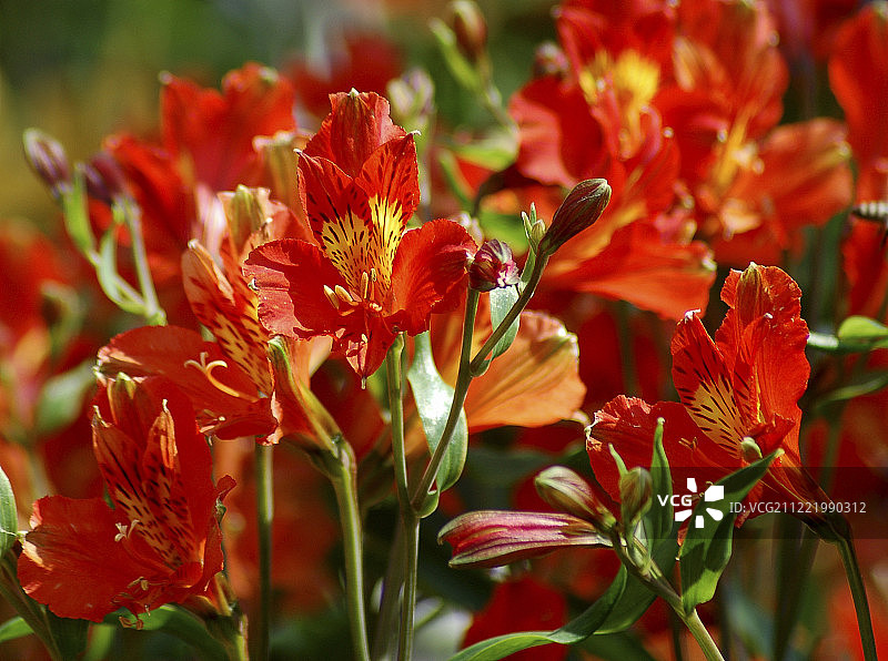 小苍兰图片素材