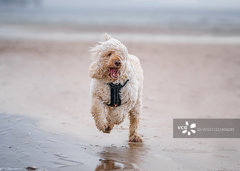 科林可卡犬图片素材