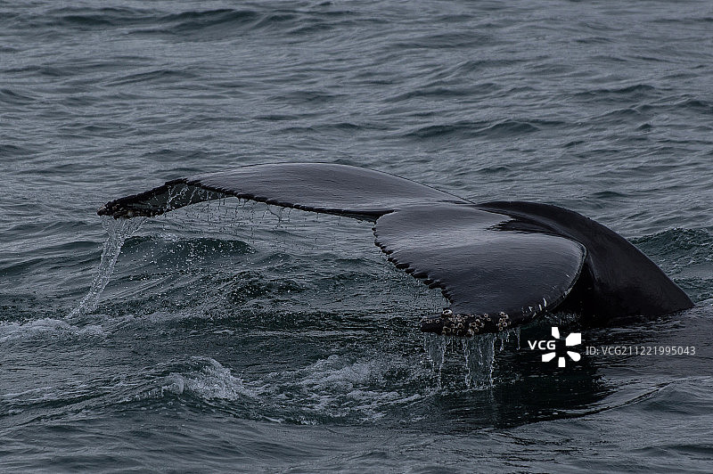 鲸鱼尾巴图片素材