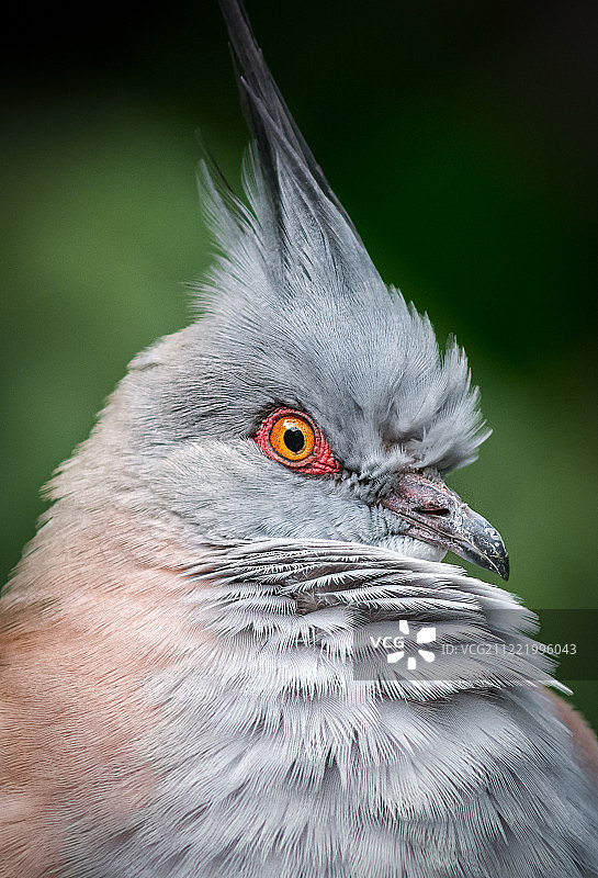 凤头鸠图片素材