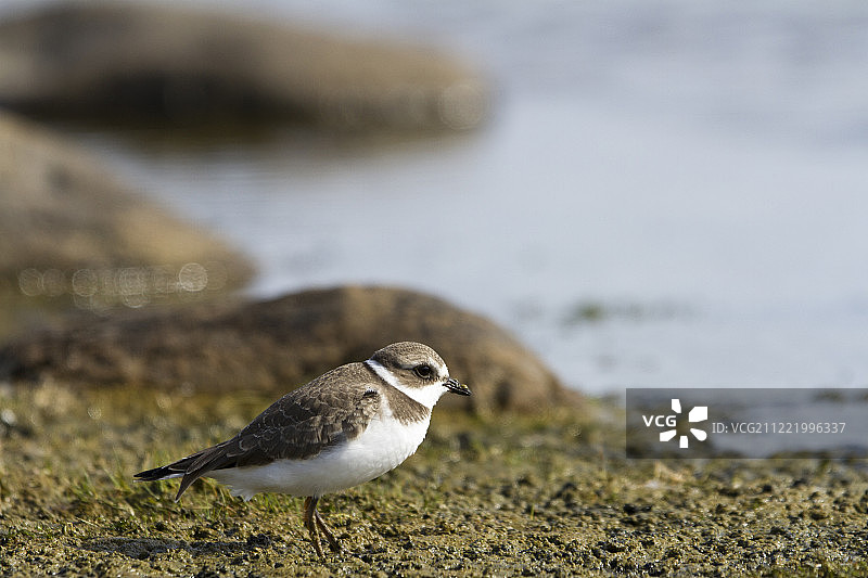 站立的幼年半蹼鹬图片素材