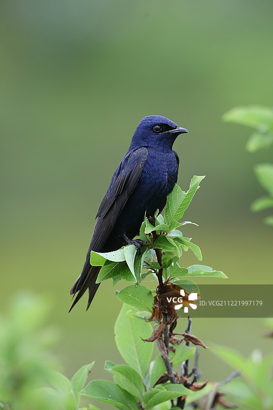 紫 মার্ট图片素材