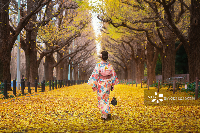 身穿黄色银杏大道的日本女士图片素材