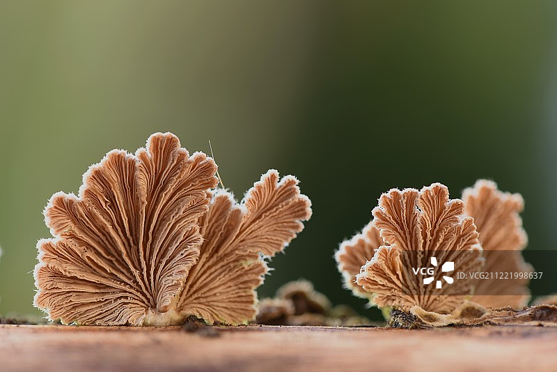 裂褶菌图片素材