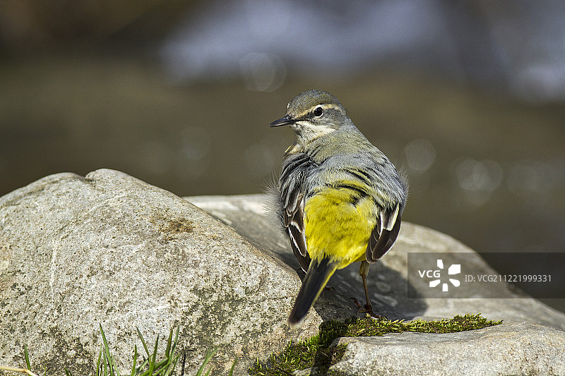 鸟儿栖息在岩石上图片素材