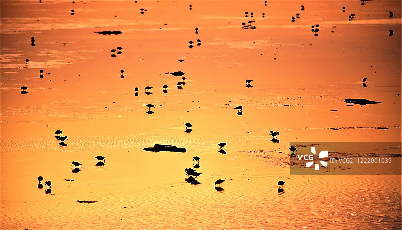 黄昏中的半蹼鹬图片素材