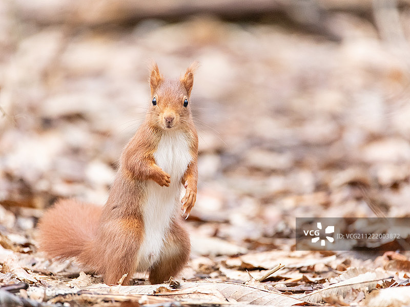 谁在那里？图片素材