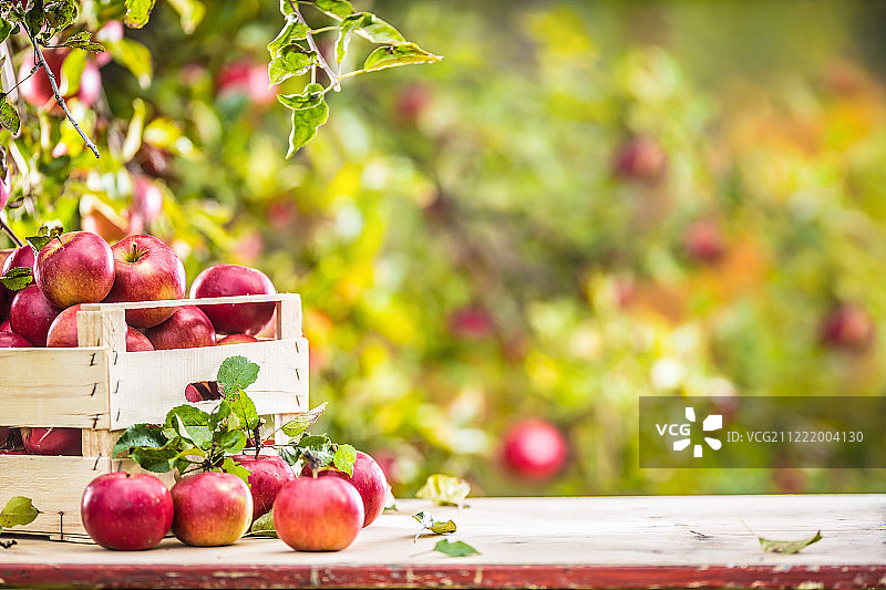 花园桌上木箱里的新鲜成熟红苹果图片素材