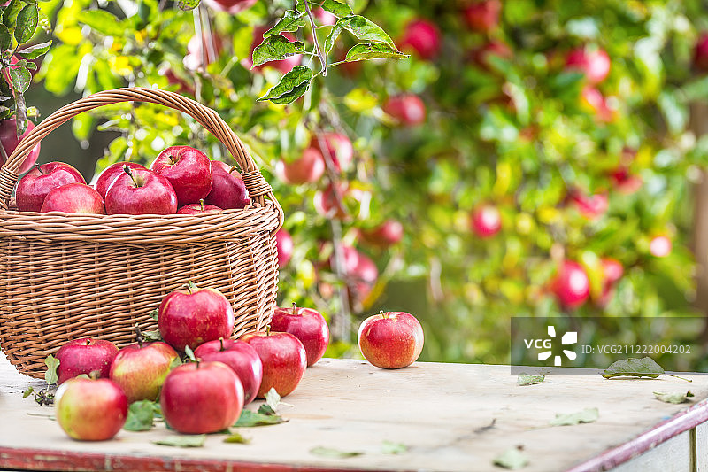 花园桌上木篮中的新鲜成熟红苹果图片素材
